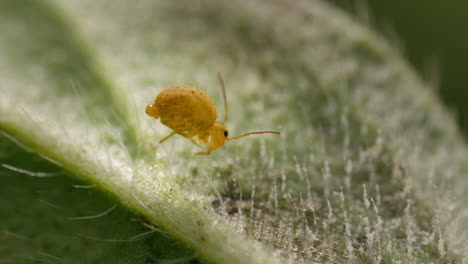 Yellow Globular Springtail launches itself off hairy leaf, macro side view