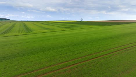 ground-level drone view over a cultivated field, a lone tree in the middle of the landscape