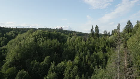 forest landscape with church on hilltop