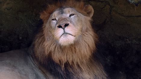 close up  portrait of a lion