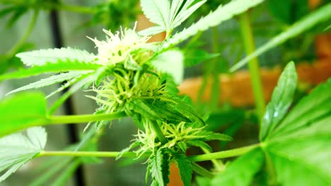 Medicinal-marijuana-narcotic-cannabis-plant-growth-illegal-forbidden-indoor-greenhouse-herbal-weed