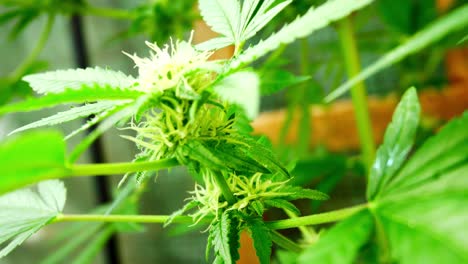 marihuana medicinal cannabis narcótico crecimiento de la planta ilegal prohibido invernadero interior hierba herbaria