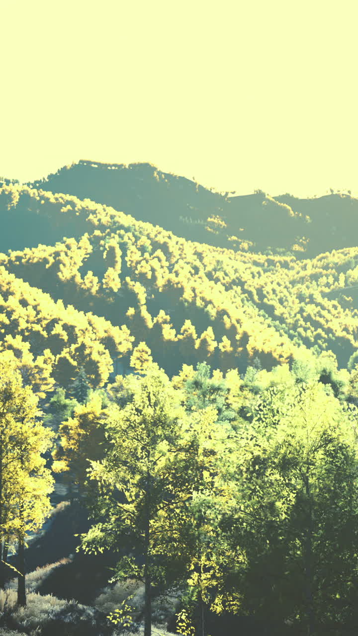 언덕과 빛이 비치는 조용한 숲