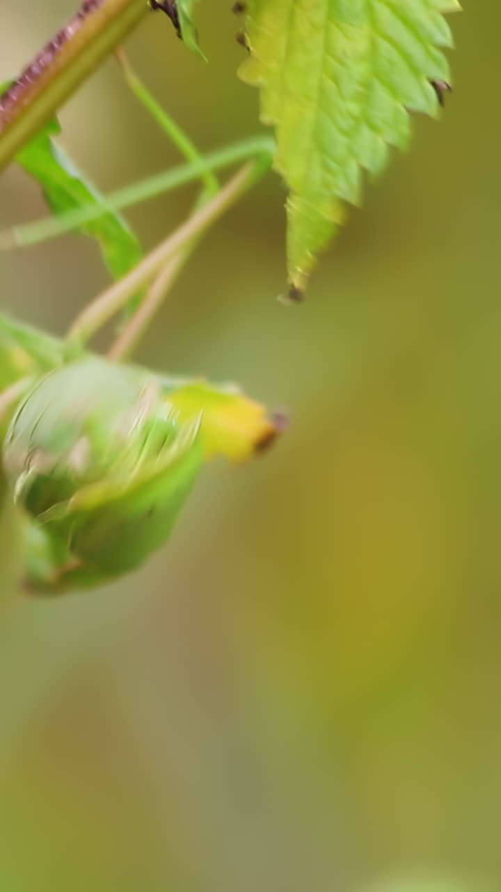 Green Praying Mantis on Leaves