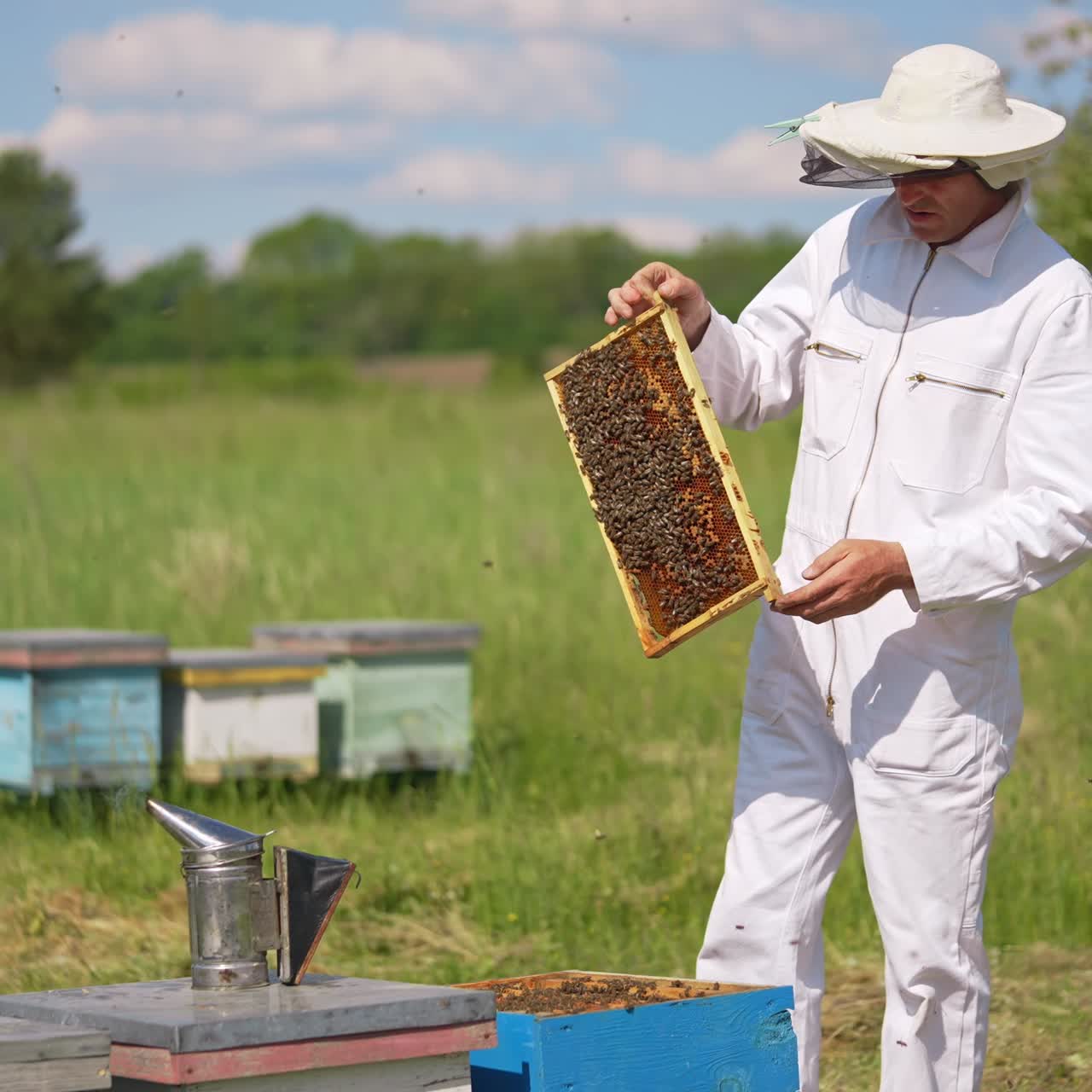 Apicoltore che lavora con gli alveari. Lavoratore agricolo estivo specializzato nella protezione da insetti con tuta protettiva