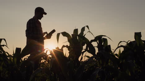 Silueta-De-Un-Agricultor-En-Un-Campo-De-Maíz.-Usa-Una-Tableta-Al-Atardecer