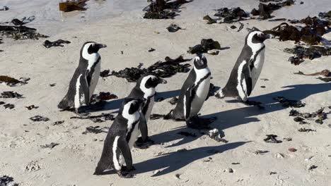 Pinguine,-Die-Am-Strand-Entlang-Spazieren