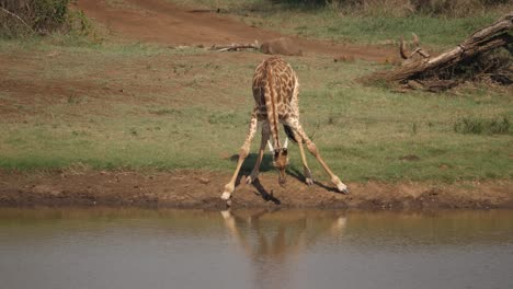 lone giraffe lowers head long distance to drink water at african pond