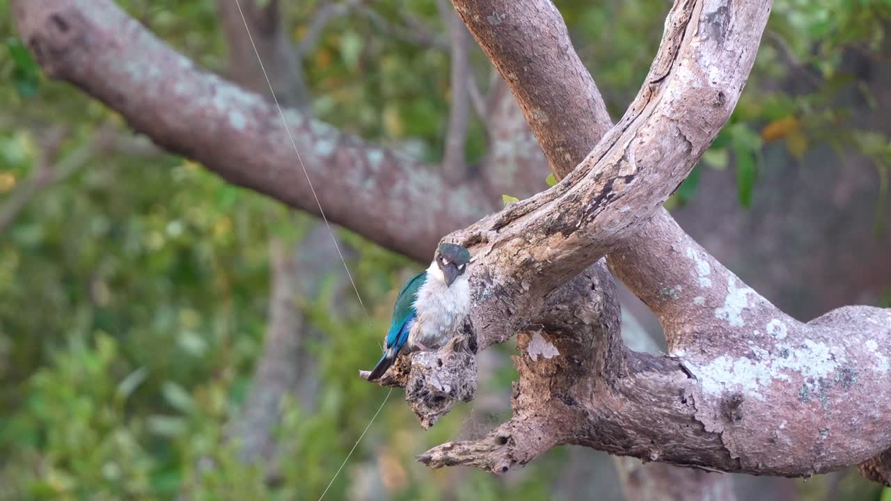 A collared kingfisher (Todiramphus chloris) perched on a thick, gnarled tree branch in a natural setting, surveying and waiting patiently for prey, close up shot