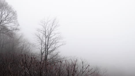 foggy mountain with slight breeze in montreal in 4k