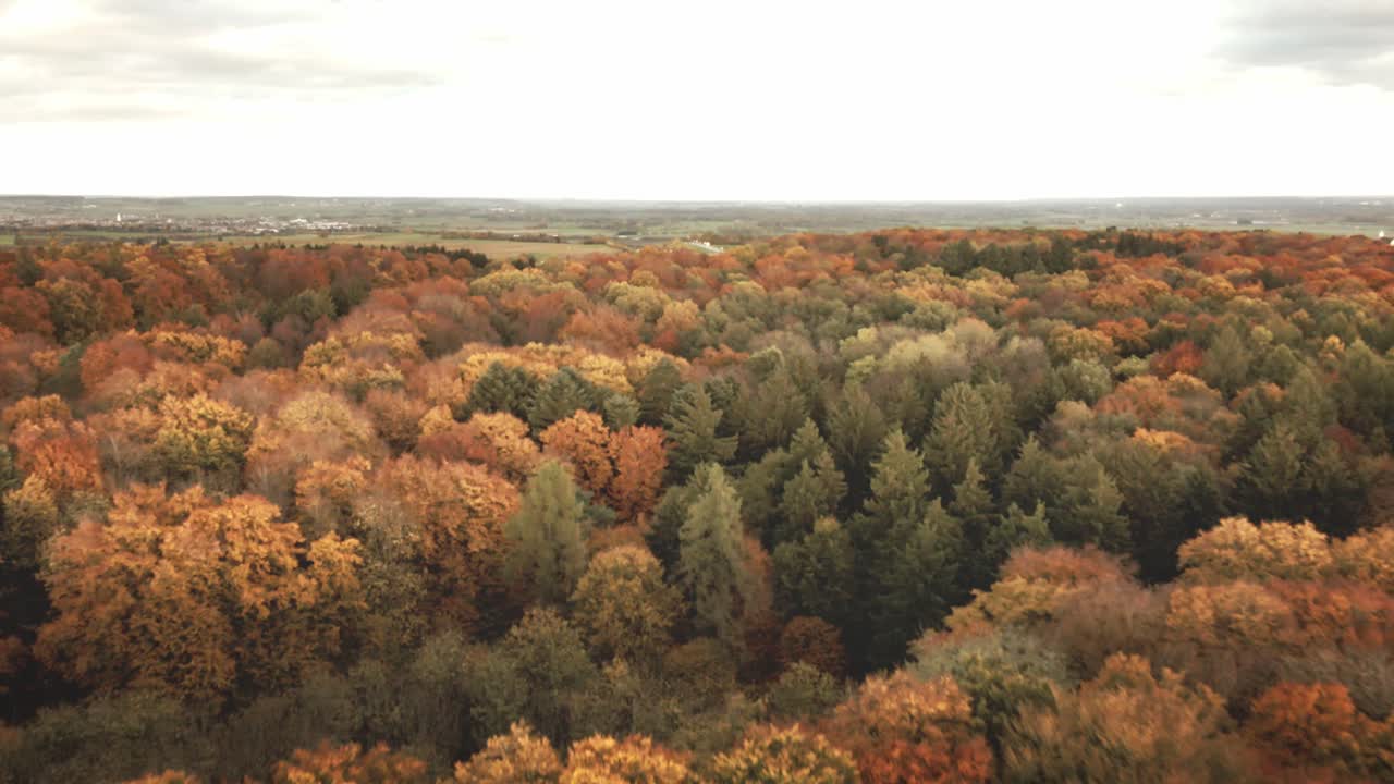 Camera glides forward, revealing endless layers of bright yellow and amber treetops rolling across the autumn woodland toward distant fields