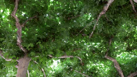 Maple-trees-and-their-branches-intertwine-with-each-other-creating-a-natural-green-ceiling