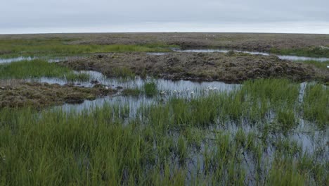 Luftdrohnenaufnahme,-Die-Tief-über-Aufgetautem-Tundra-Permafrost-In-Der-Nähe-Der-Arktis-In-Barrow,-Alaska,-Mit-Graswasser-Und-Blumen-Fliegt