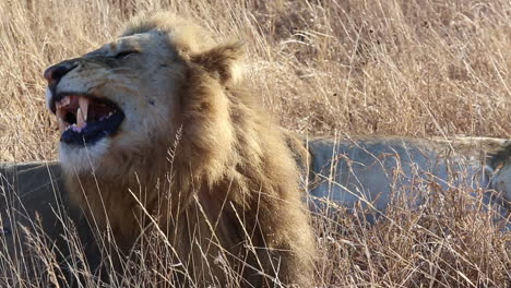 Male-lion-yawns-while-lying-on-yellow-grass-in-Greater-Kruger-National-Park,-South-Africa-