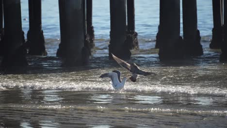 an adult and juvenile california gull fight over a dead bird in the ocean waves - the adult wins and takes the prize - slow motion