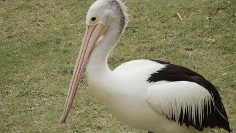 Pelícano-Africano-De-Pie-Sobre-La-Hierba-Y-Comiendo