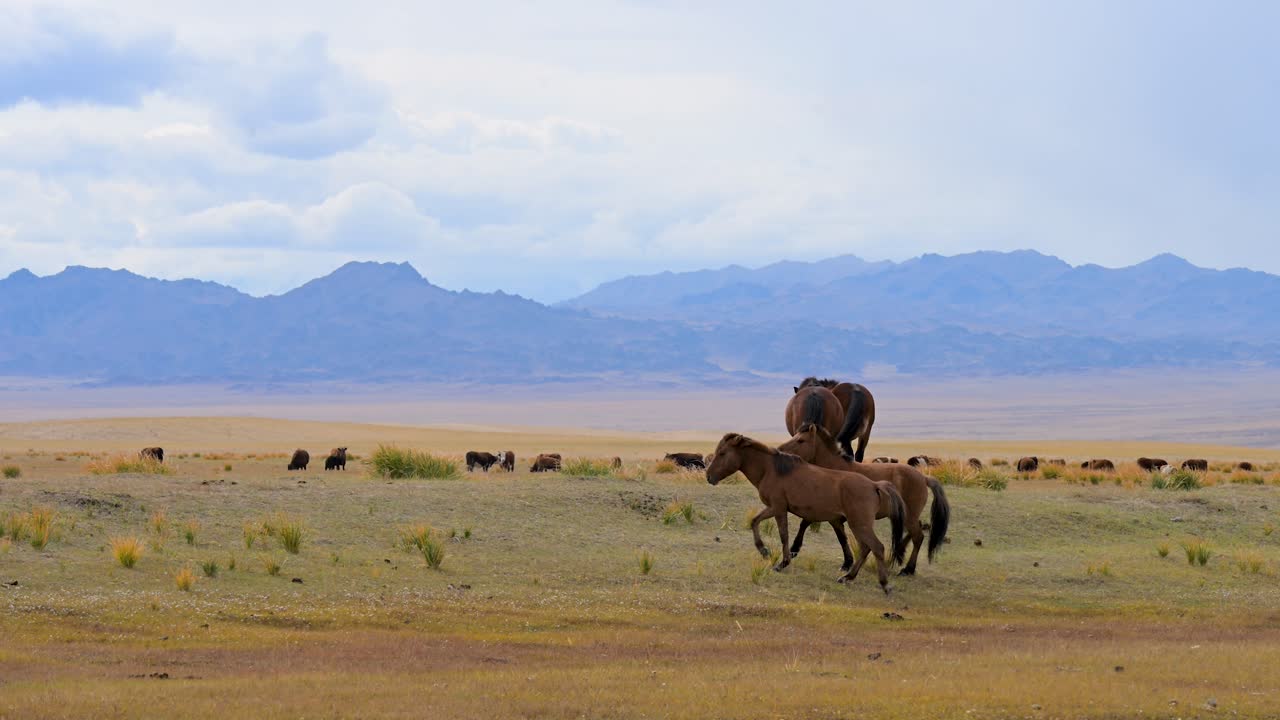 Wild horses play and interact on the open plains of Mongolia, with rugged mountains on the horizon. A wide shot capturing their social behavior and freedom in the wild