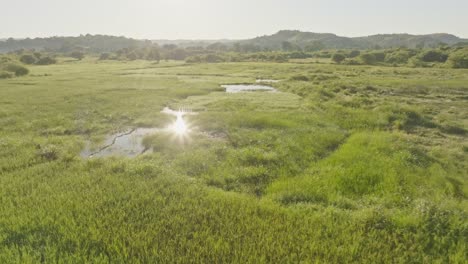 Vista-Aérea-En-ángulo-Bajo-De-La-Pradera-De-Arroz-Verde-Durante-El-Amanecer,-Con-El-Reflejo-Del-Sol-En-El-Agua