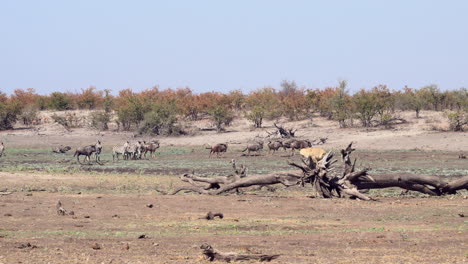 León-Africano-Sentado-En-Un-árbol-Muerto,-Mirando-Una-Manada-De-ñus-Y-Cebras