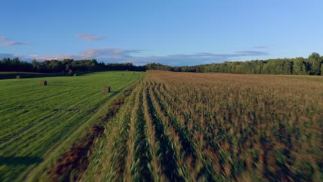 drone flying right over a wheat field crops with a sunset light