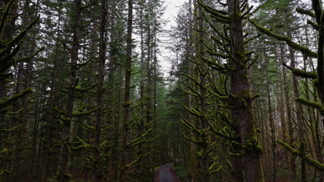 Naturaleza-Del-Bosque-De-Musgo-Del-Noroeste-Pacífico-Moviéndose-Hacia-Atrás-A-Través-De-árboles-Cubiertos-De-Musgo-En-El-Estado-De-Washington