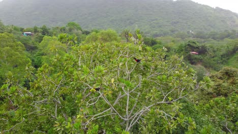 aerial view above dense green trees in the forest of santa marta, colombia