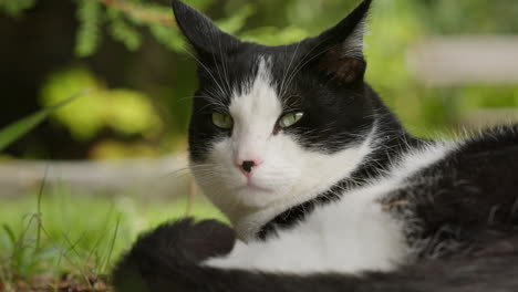 cat resting outside in garden, slow blink