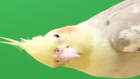 Australian Corella Parrot on a Green . Australian Corella parrot on a green . Close up