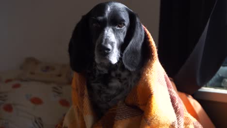 a hunting dog sits in a rug