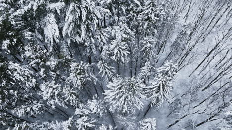 A-snowy-forest-scene-unfolds-from-a-bird's-eye-perspective,-courtesy-of-drone-footage-post-Midwest-blizzard