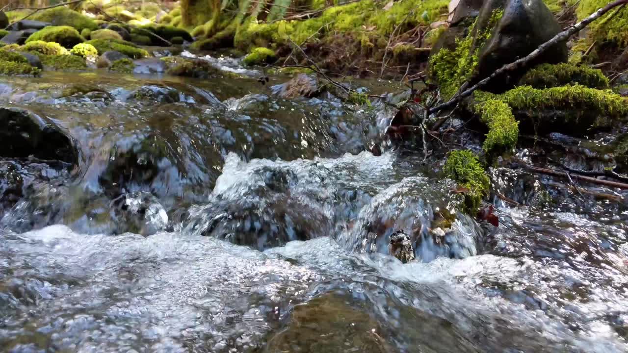 Water flowing over rocks covered by moss in the forest of the Olympic National Forest