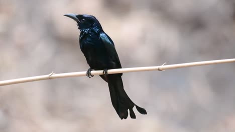 Der-Haarhauben-Drongo-Oder-Ist-In-Asien-Ein-Vogel-Aus-Der-Familie-Der-Dicruridae,-Der-Mit-Dicrurus-Bracteatus-Oder-Spangled-Drongo-Konspezifisch-War,-Bei-Dem-Es-Schwierig-Sein-Kann,-Ihn-Voneinander-Zu-Unterscheiden