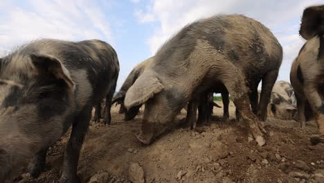 disparo de cerca que muestra cerdas lindas pastando en un campo sucio en la naturaleza, disparo panorámico -