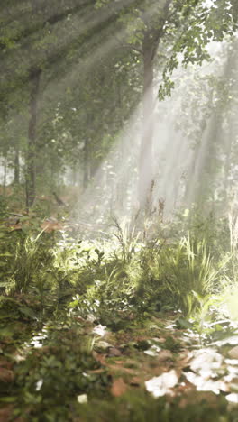 sunbeams in a forest