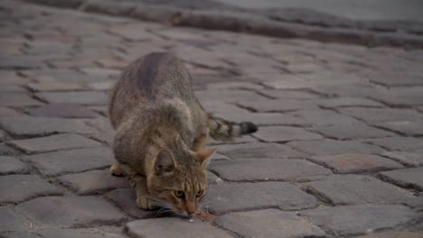 Gato-Buscando-Algo-En-La-Acera