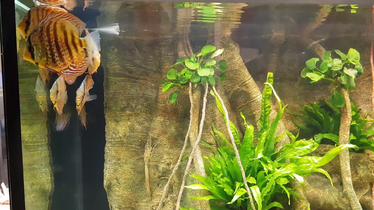 hermoso un grupo de peces disco moviéndose en el acuario