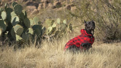 black dog wearing red plaid stands at attention in the desert and then runs towards the camera