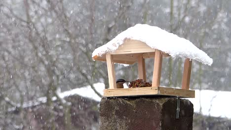 wood nuthatch carefully choosing seeds from the bird feeder and flying away with food in its bill