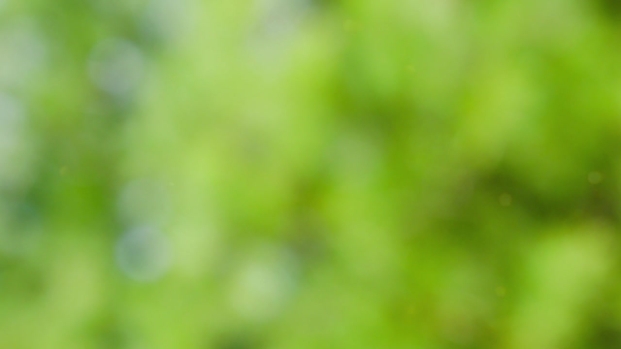 fondo de movimiento de bokeh de bosque abstracto