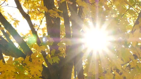 la luz del sol de otoño a través de las hojas de arce