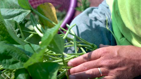 Closeup-of-farmer’s-hands-as-he-picks-green-beans-4