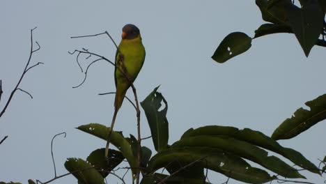 Parrot in tree waiting for partner .