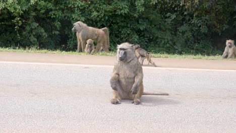 una madre babuino de oliva con un bebé en una carretera en el áfrica rural