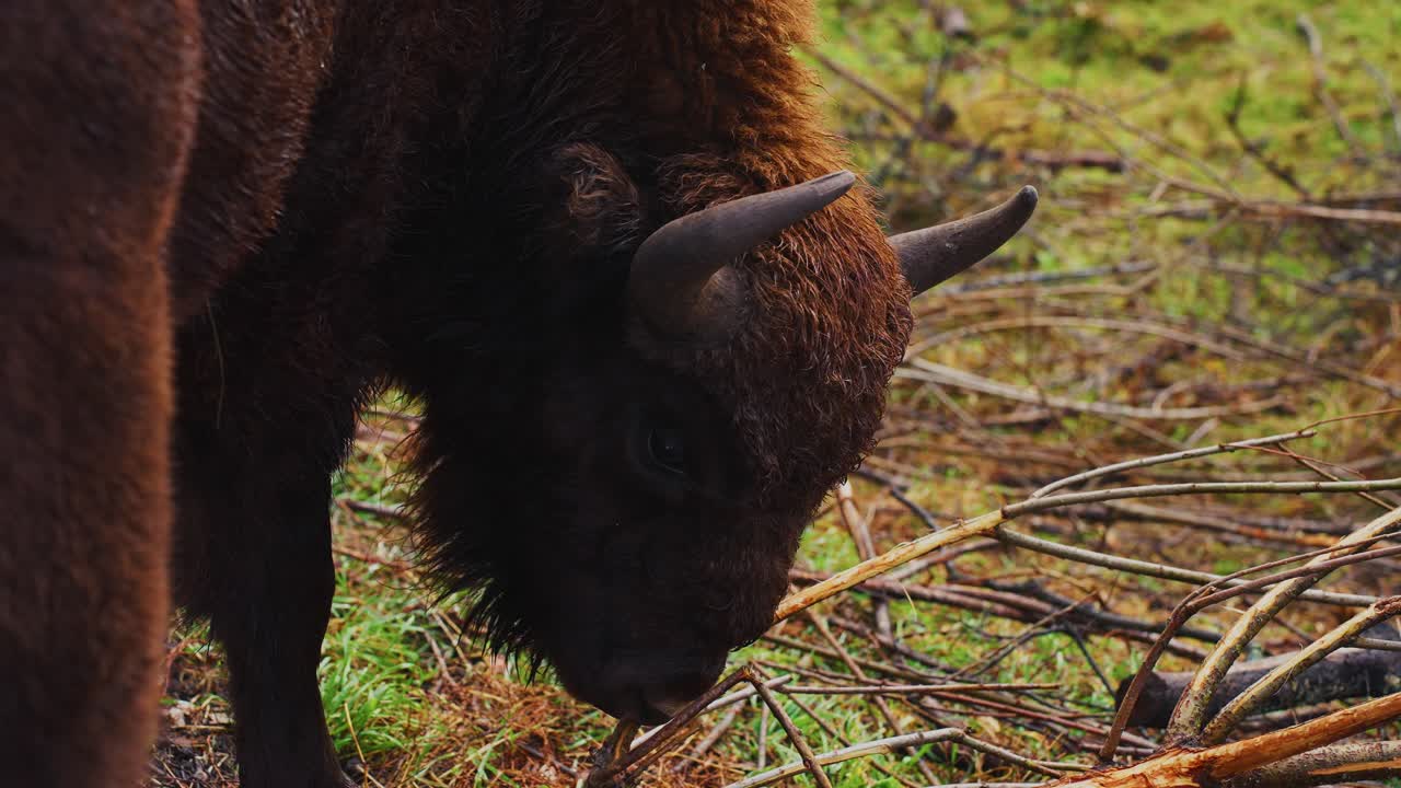 European Bison in Forest