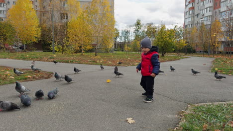 little caucasian boy walking in the yard in autumn. cute kid throwing food to pigeons walking on the ground.
