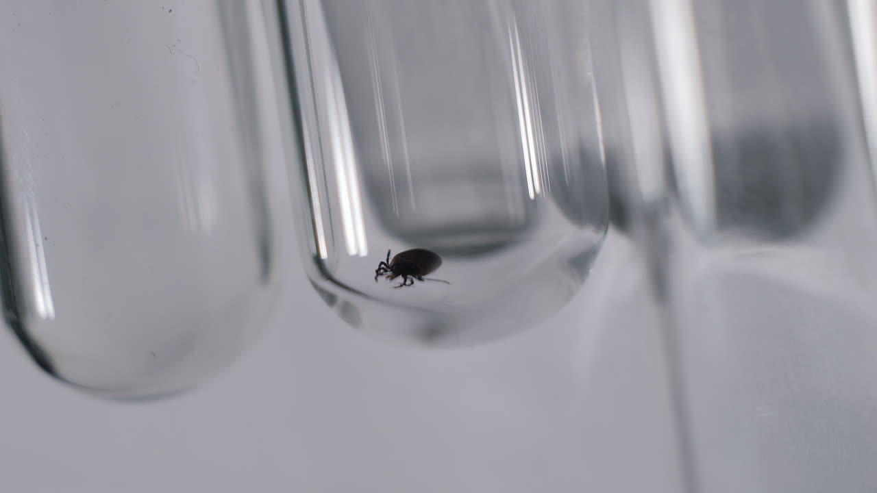 estudio de garrapatas en un laboratorio científico para la encefalitis o la enfermedad de lyme