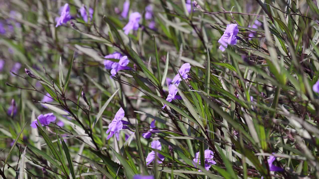 el viento balancea suavemente un campo de flores púrpuras