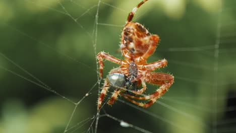 european garden spider caught an insect while clinging on the silky spiderweb - close up