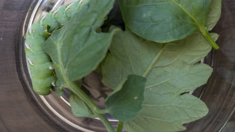 Time-lapse-of-a-Tomato-Hornworm-caterpillar-eating-green-leaves