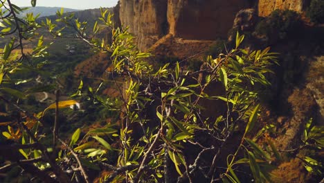 leafs flowing in slow motion during sunset